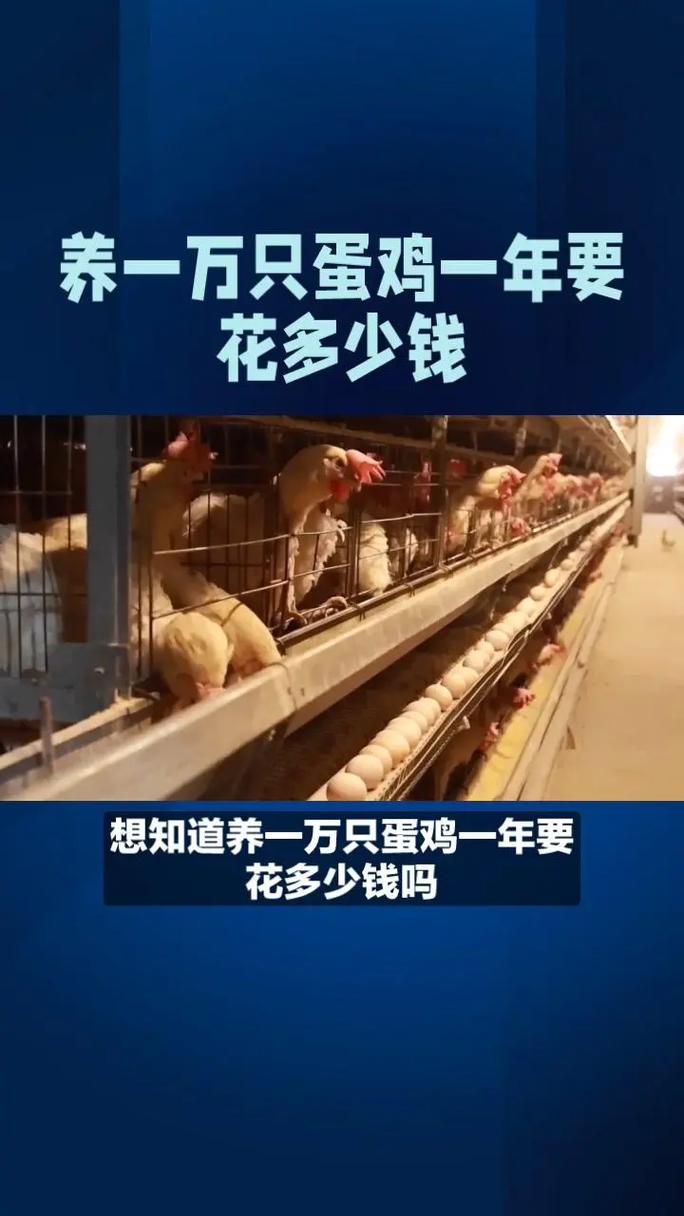 一万蛋鸡需要投资多少钱