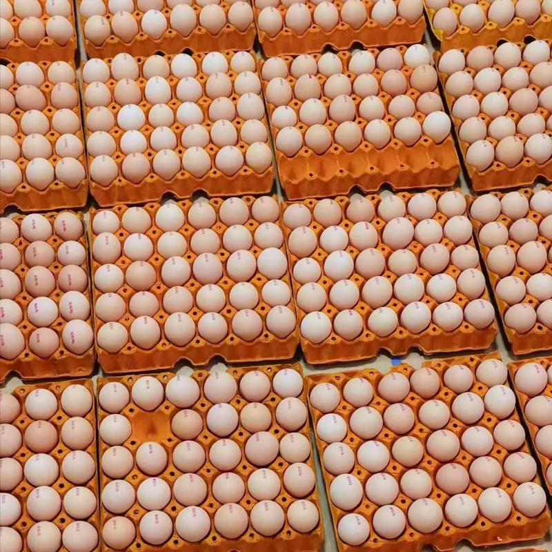 一万蛋鸡需要投资多少钱