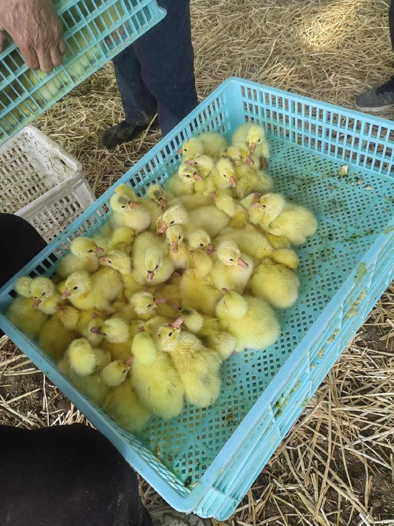 沭阳鹅苗诈骗2025，如何防范与维权？