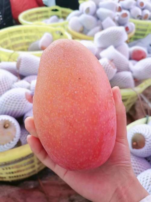 一亩芒果要投资多少钱