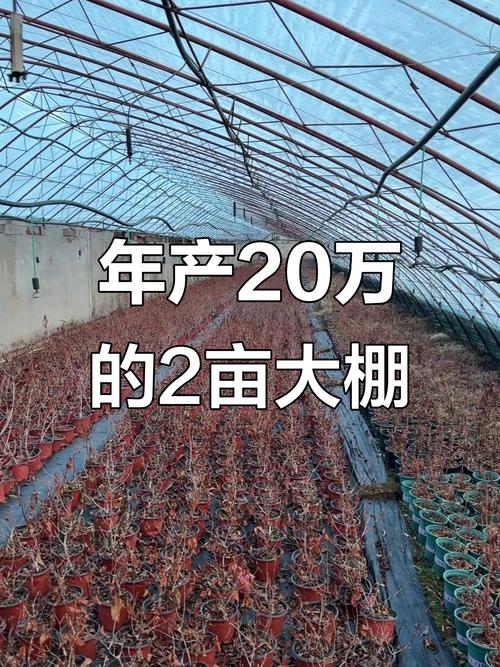 两亩大棚投资多少钱?