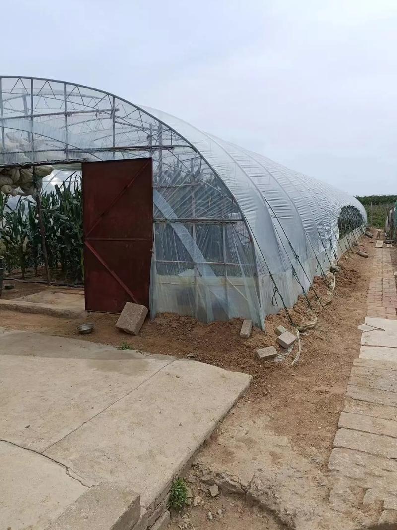 两亩大棚菜投资究竟要多少?