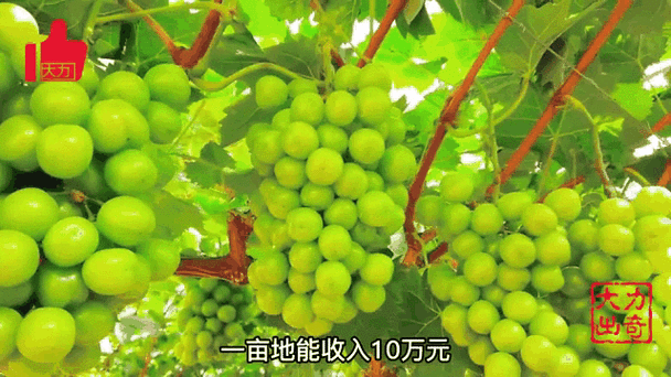 葡萄一亩地投资到底要多少？